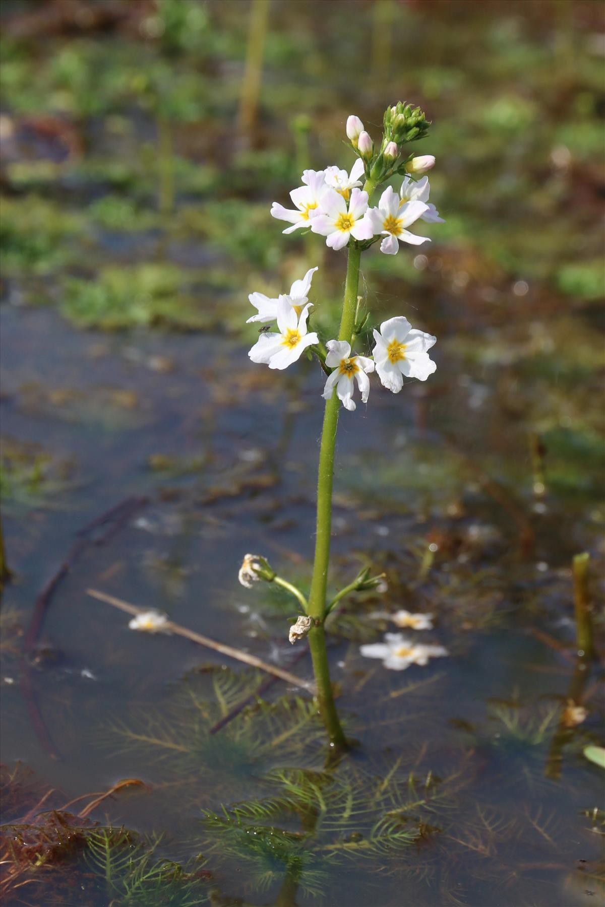 Hottonia palustris (door Willem Braam)