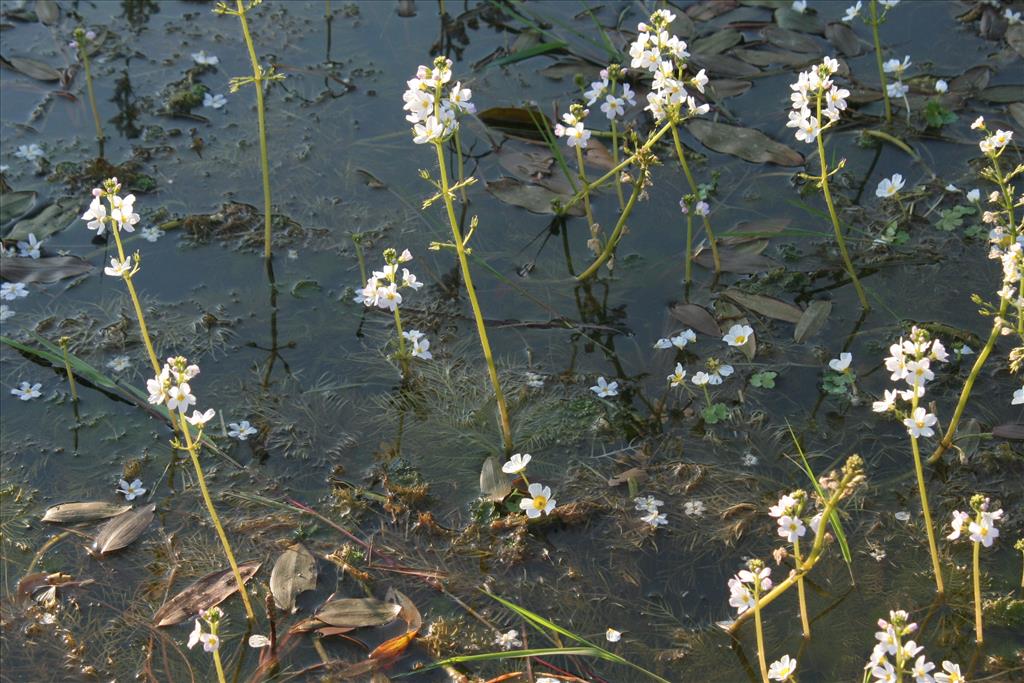 Hottonia palustris (door Willem Braam)