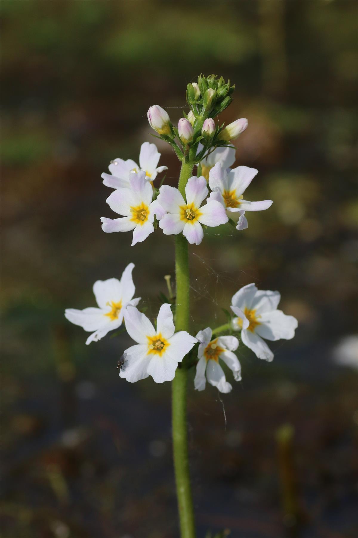 Hottonia palustris (door Willem Braam)