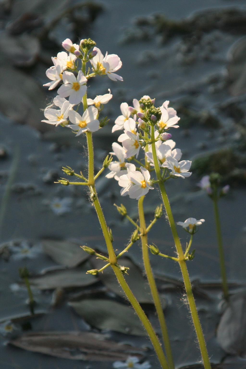 Hottonia palustris (door Willem Braam)