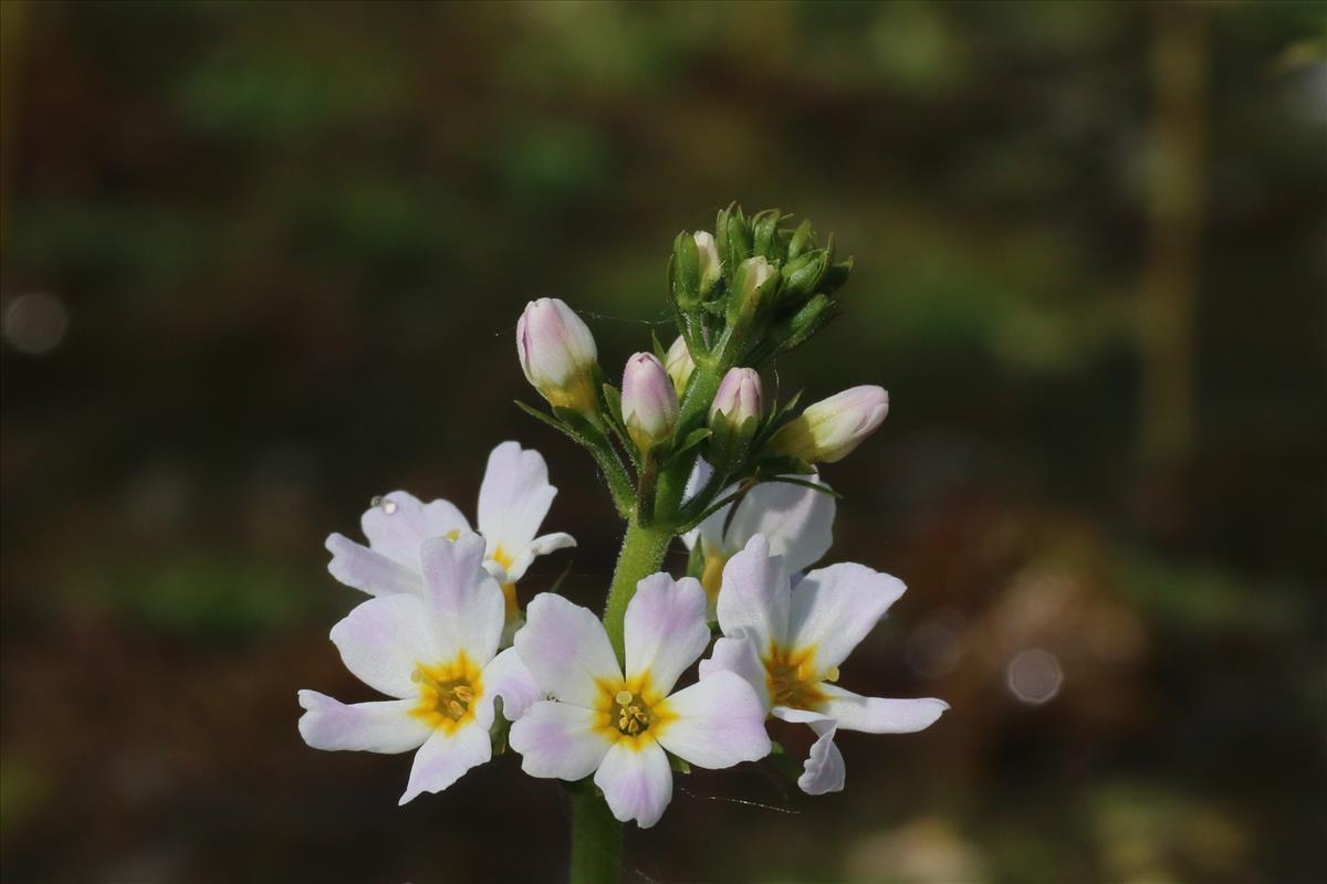 Hottonia palustris (door Willem Braam)