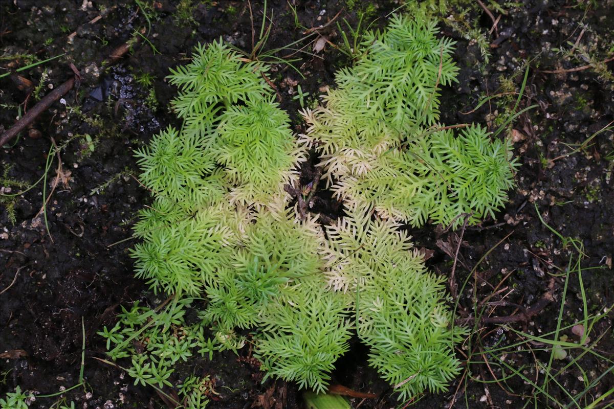 Hottonia palustris (door Willem Braam)