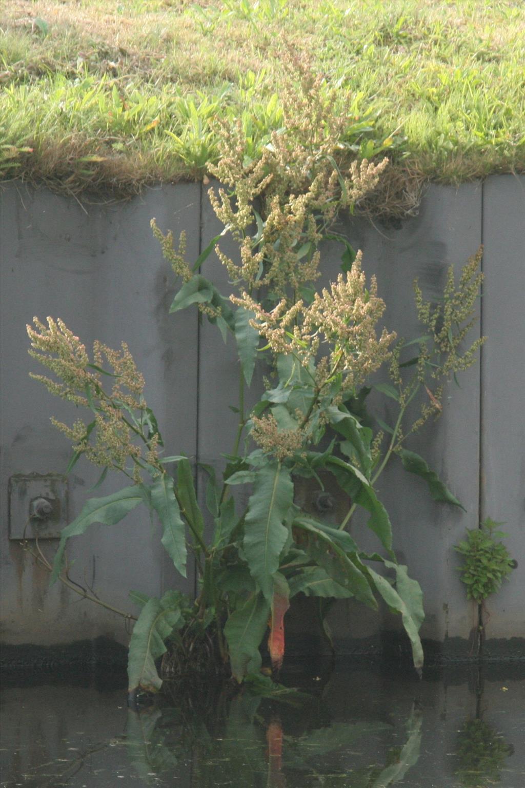 Rumex hydrolapathum (door Willem Braam)