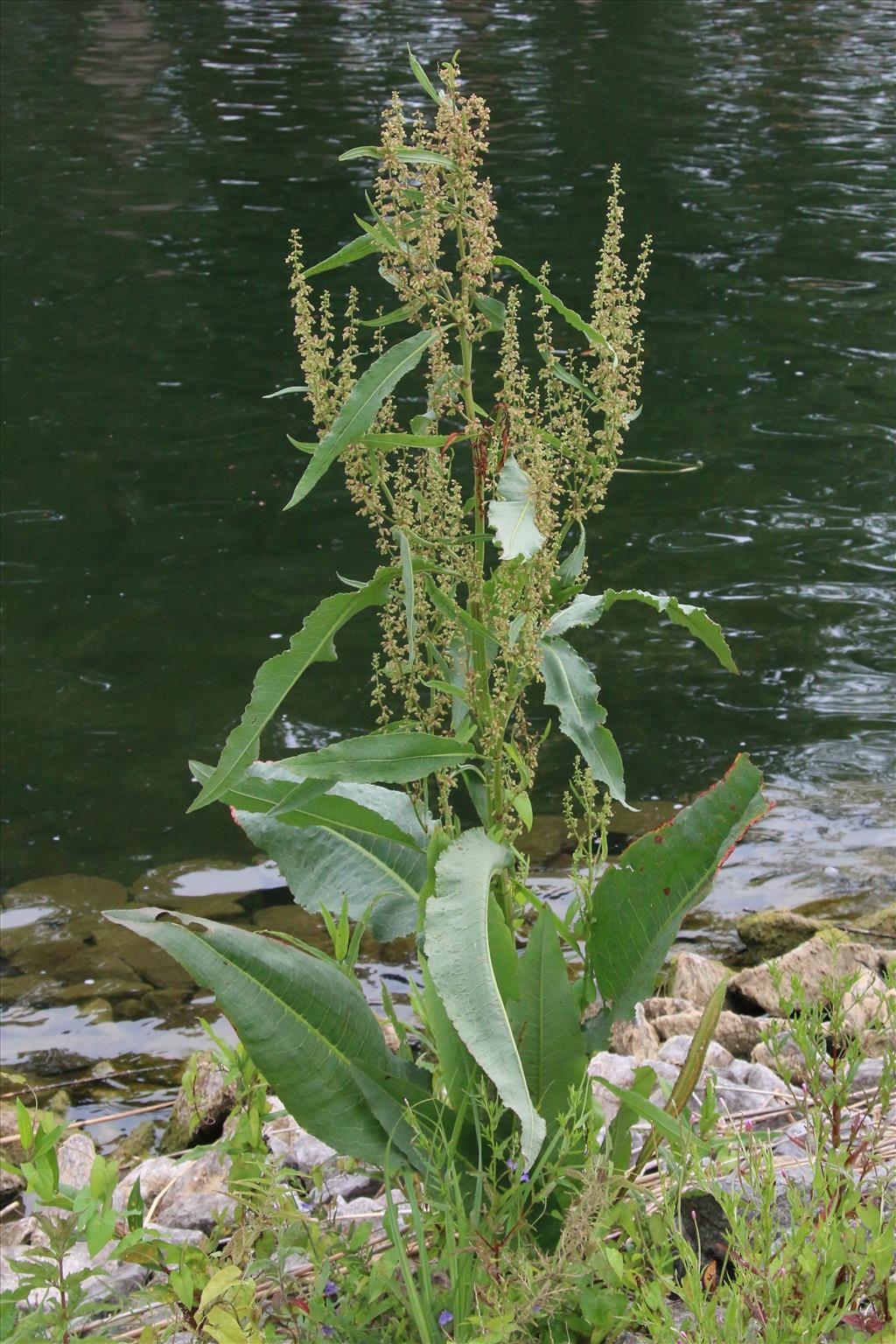 Rumex hydrolapathum (door Willem Braam)