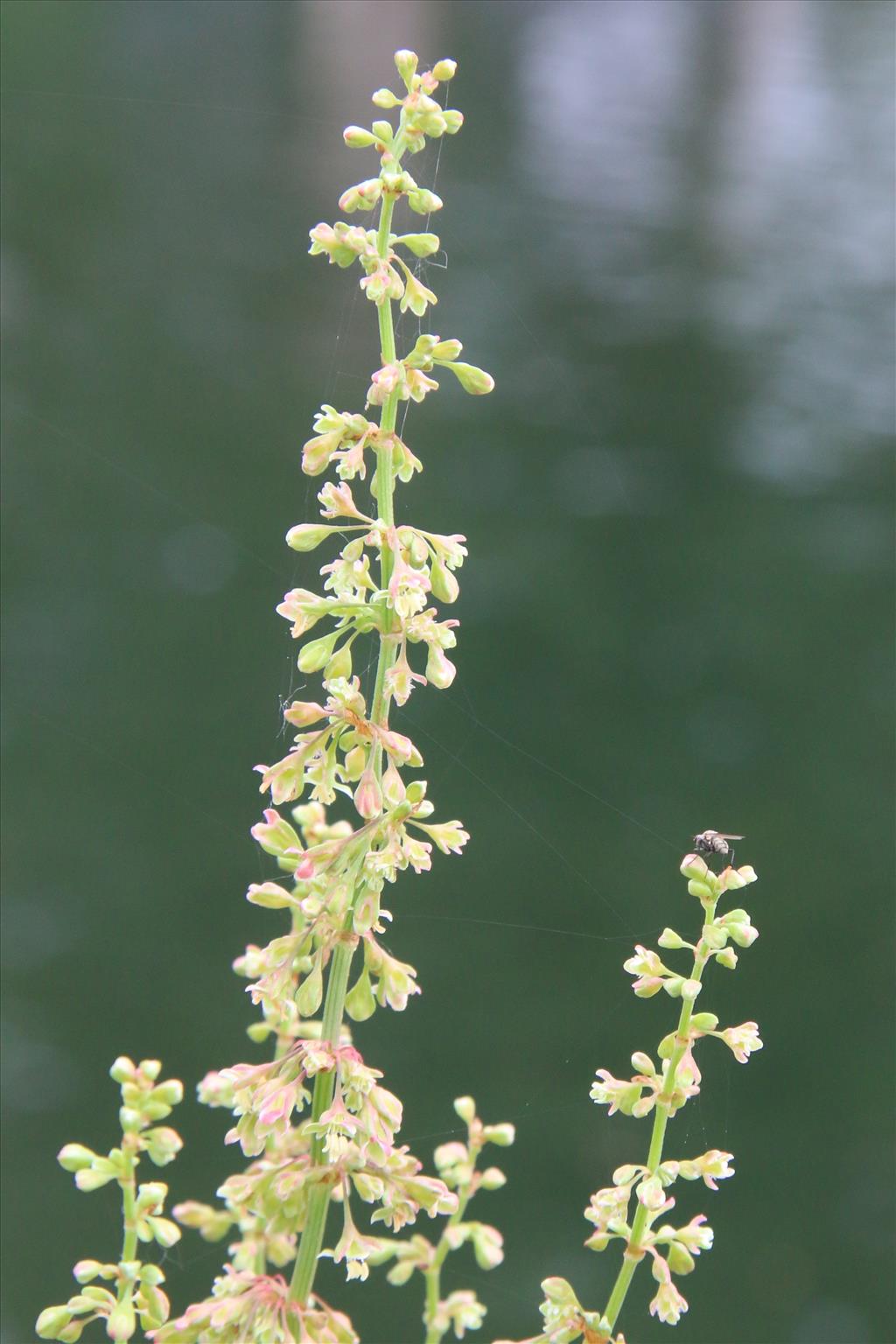 Rumex hydrolapathum (door Willem Braam)