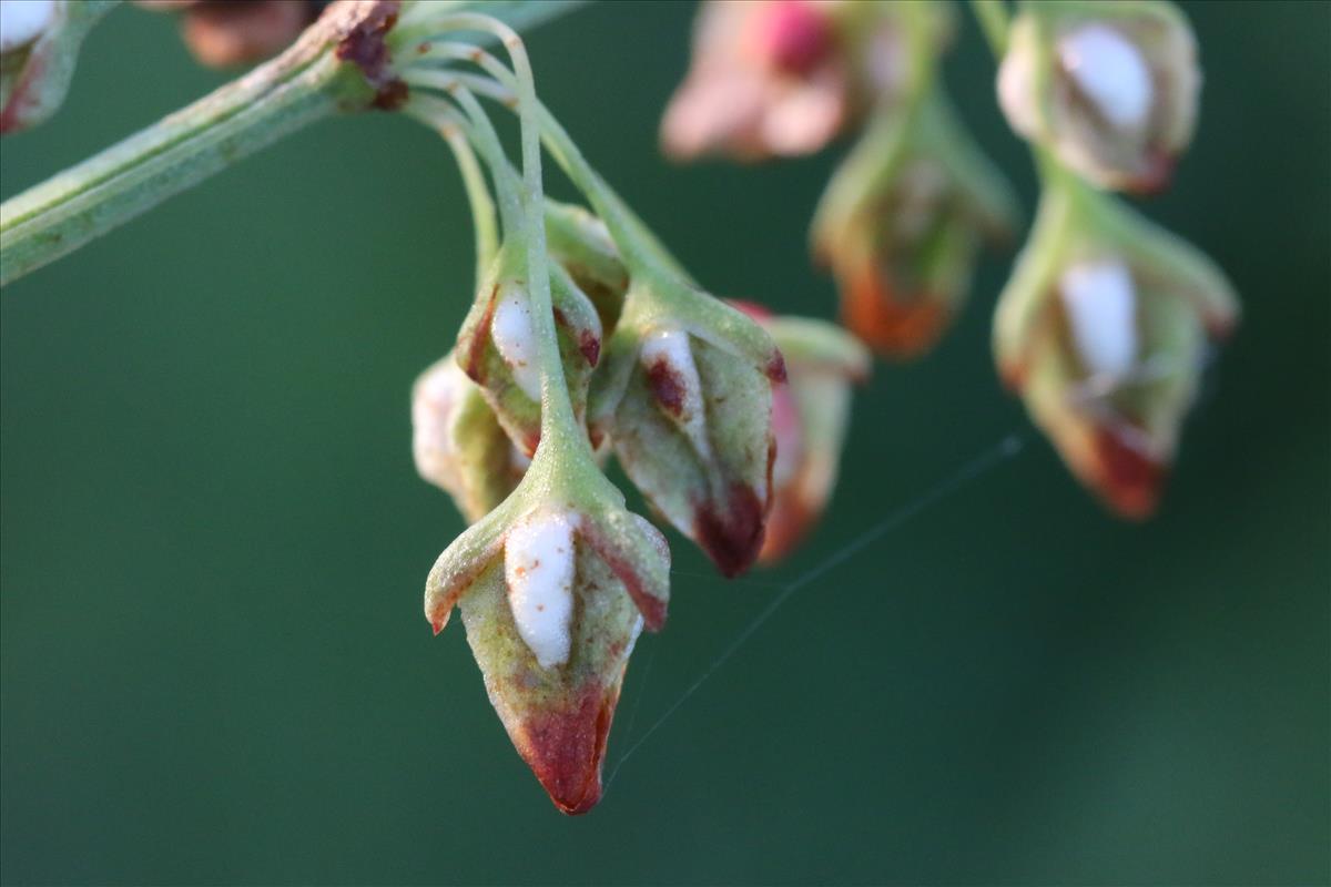 Rumex hydrolapathum (door Willem Braam)