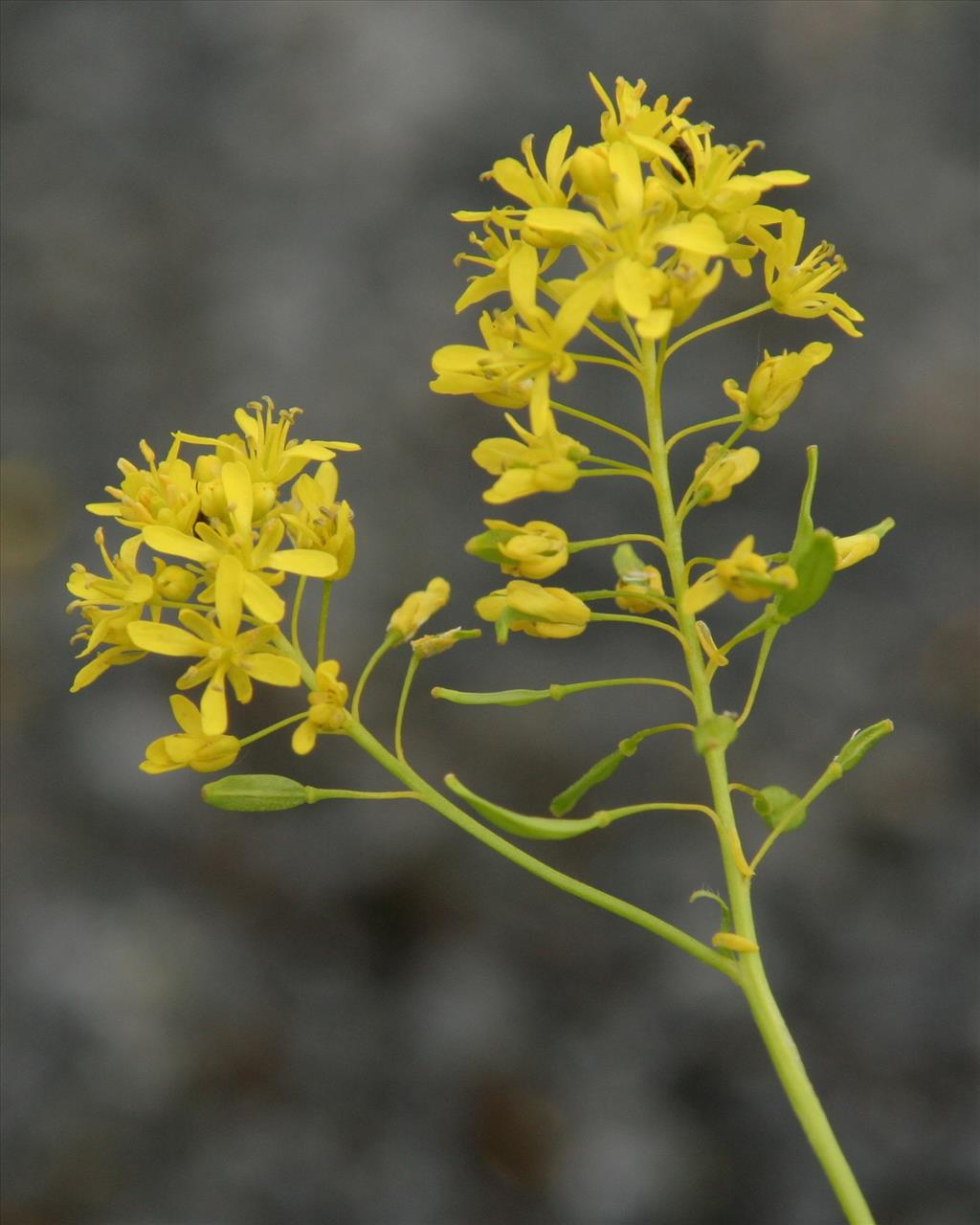 Isatis tinctoria (door Willem Braam)