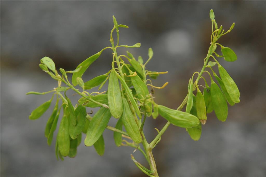 Isatis tinctoria (door Willem Braam)