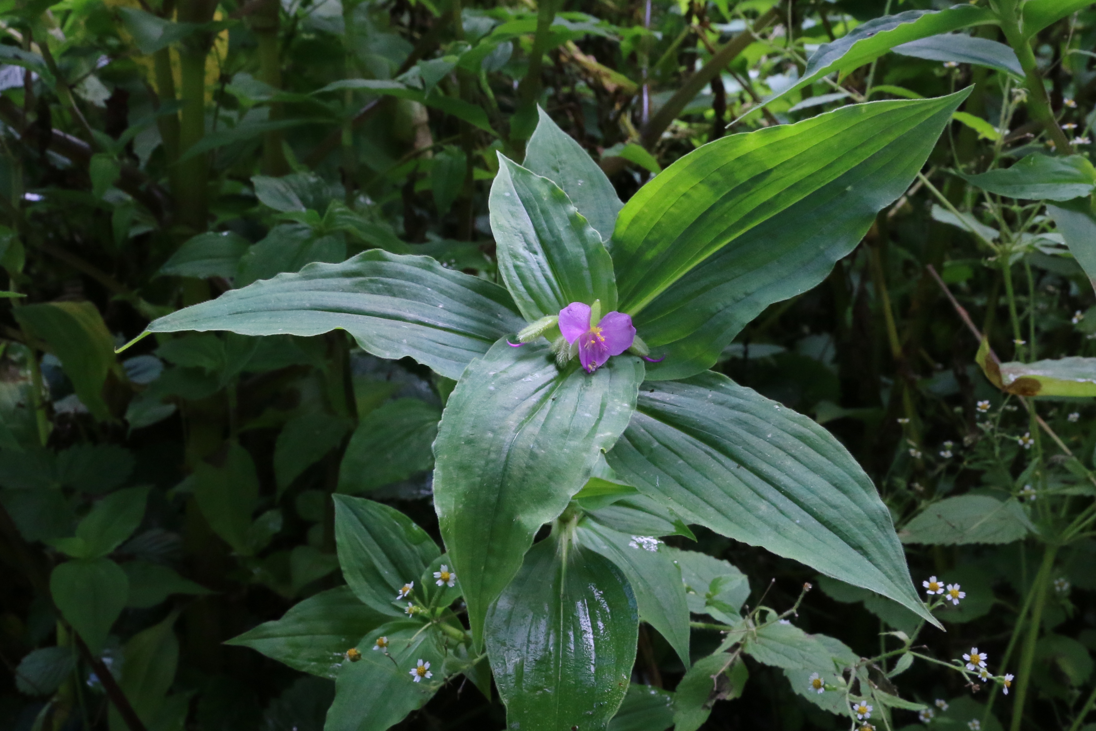 Tinantia erecta (door Willem Braam)