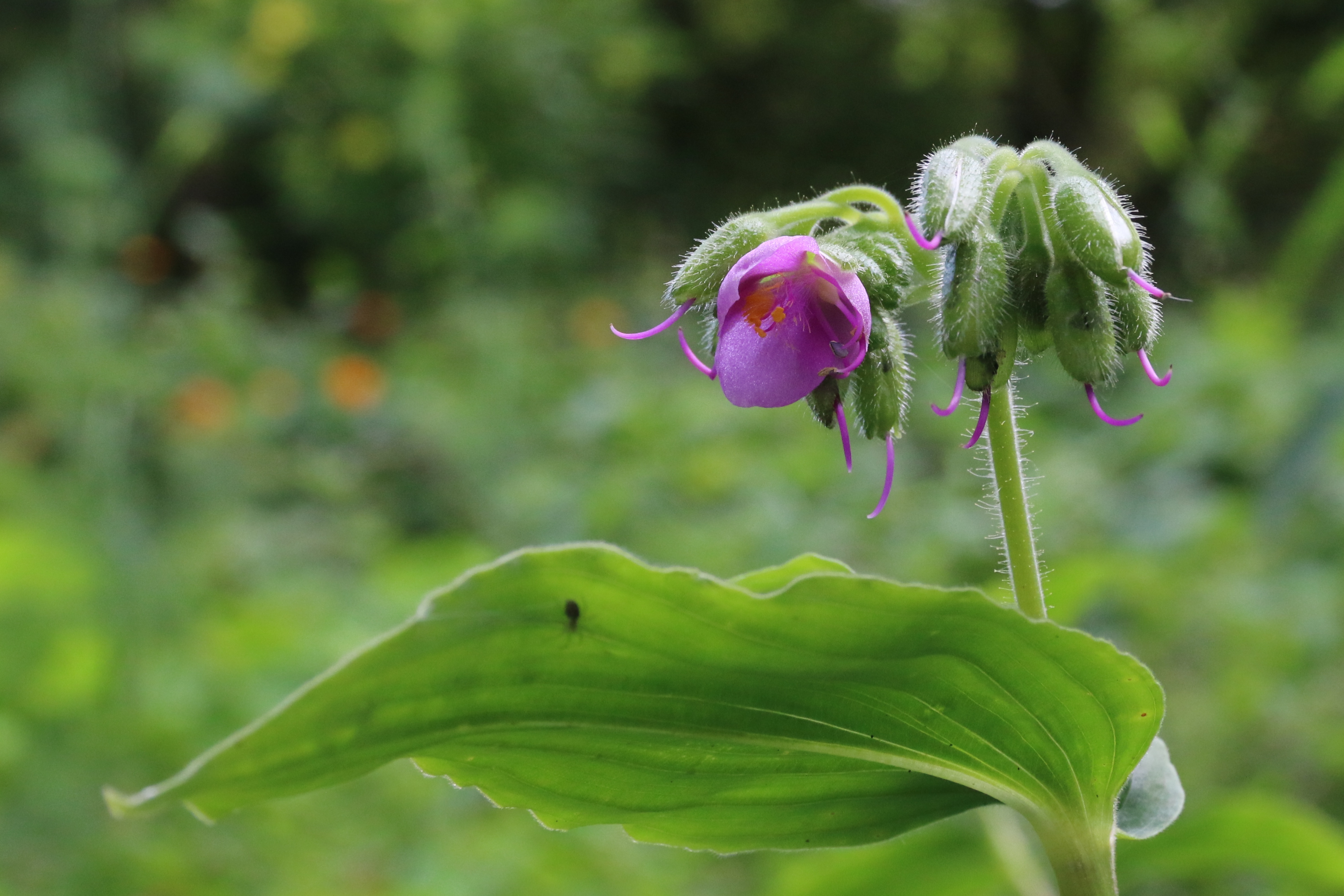 Tinantia erecta (door Willem Braam)