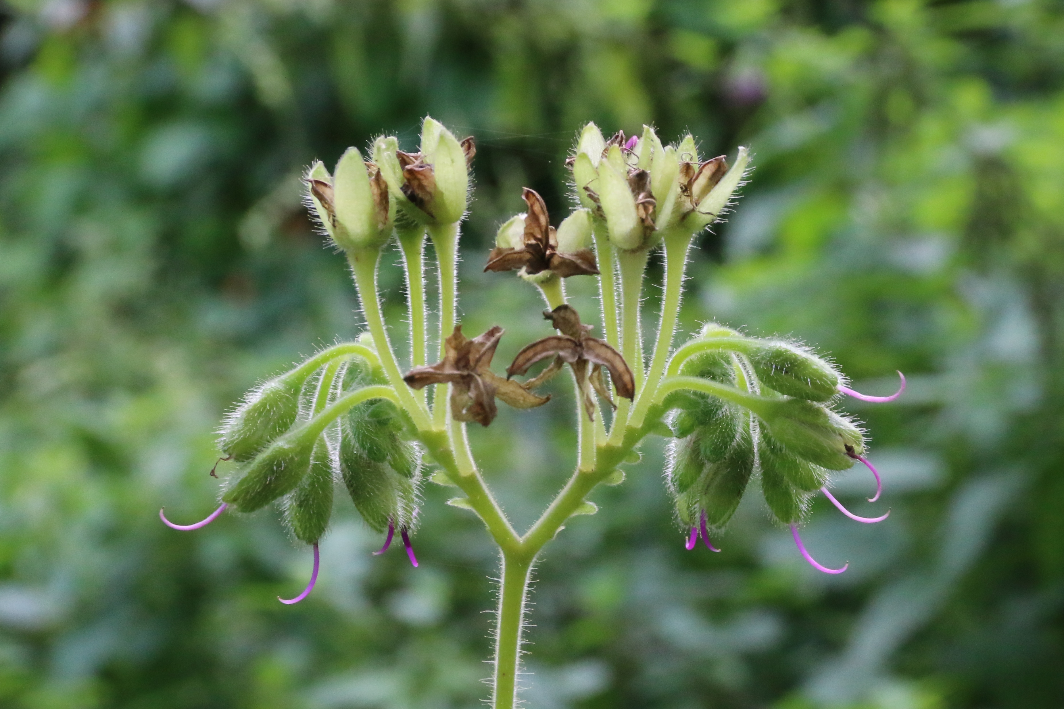 Tinantia erecta (door Willem Braam)