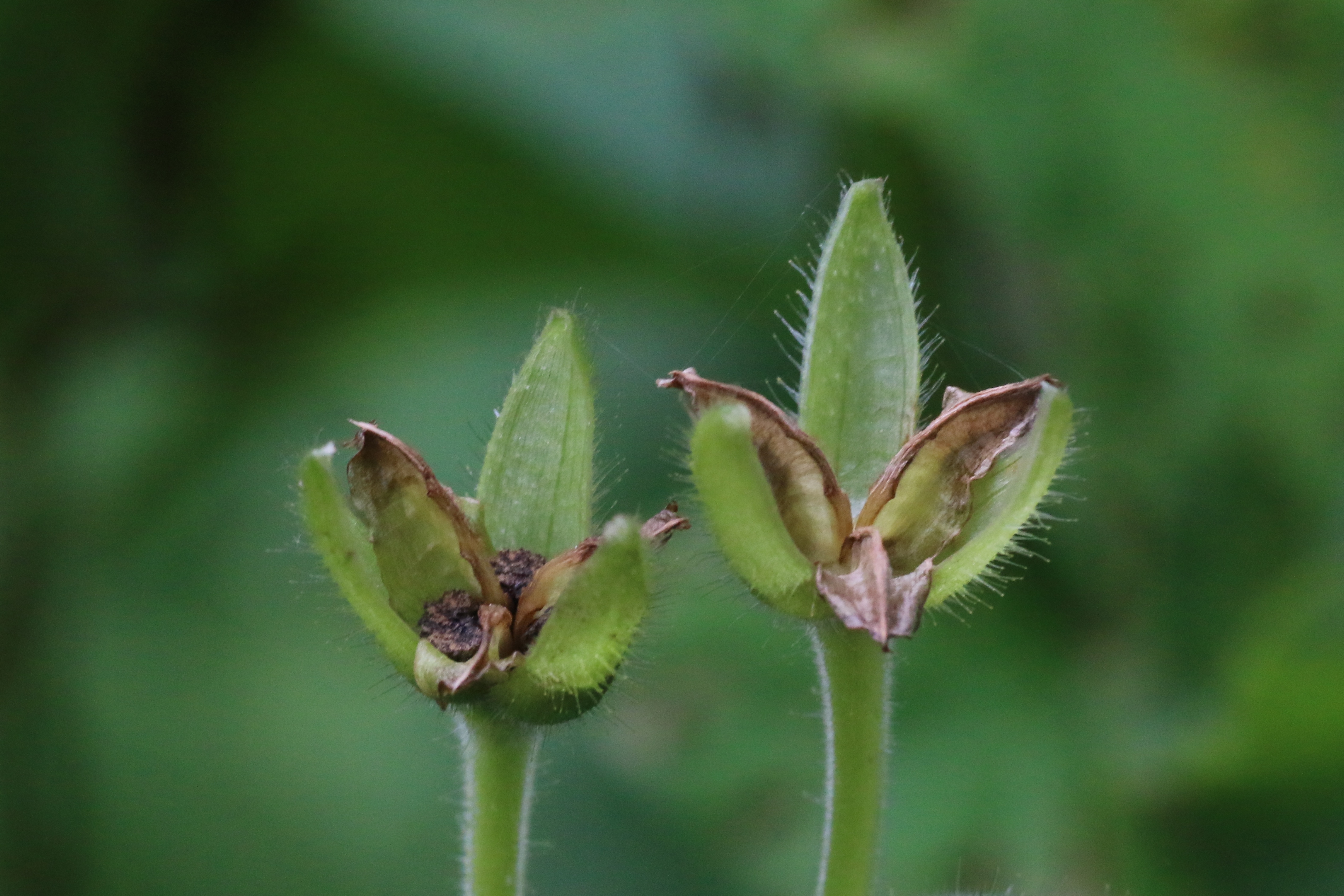 Tinantia erecta (door Willem Braam)