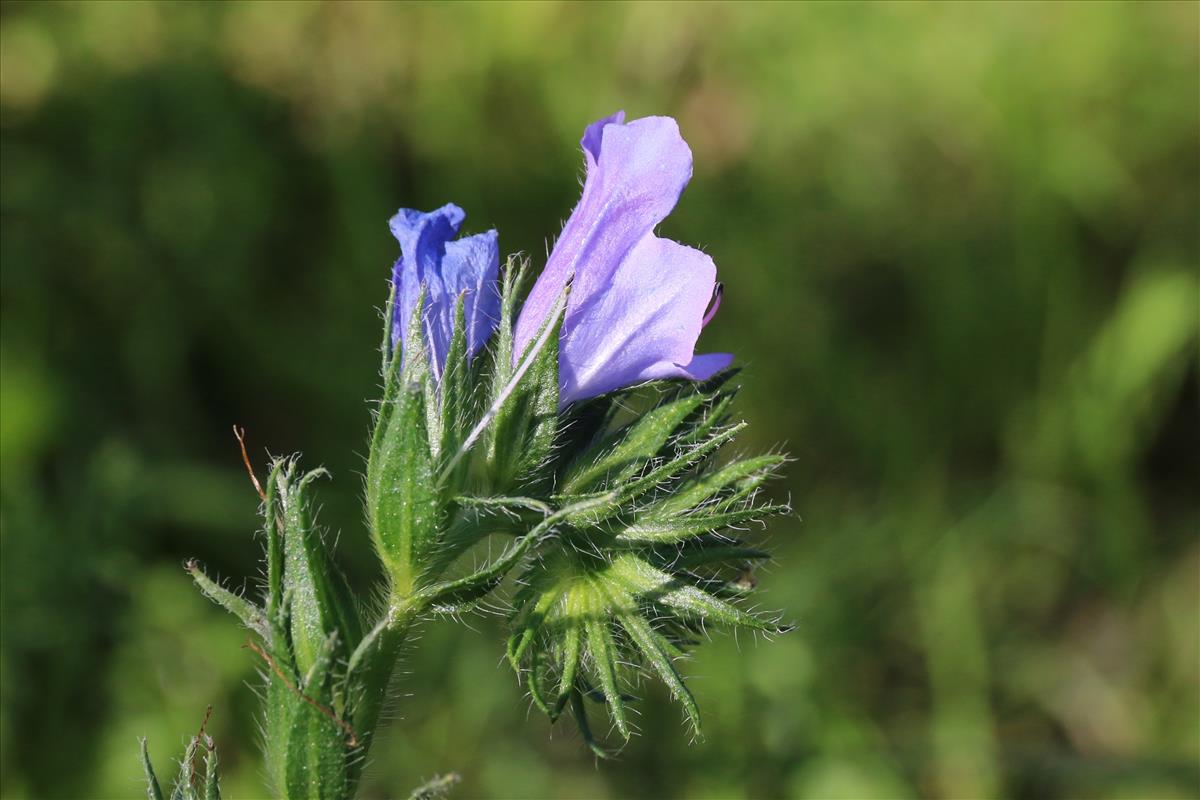 Echium plantagineum (door Willem Braam)