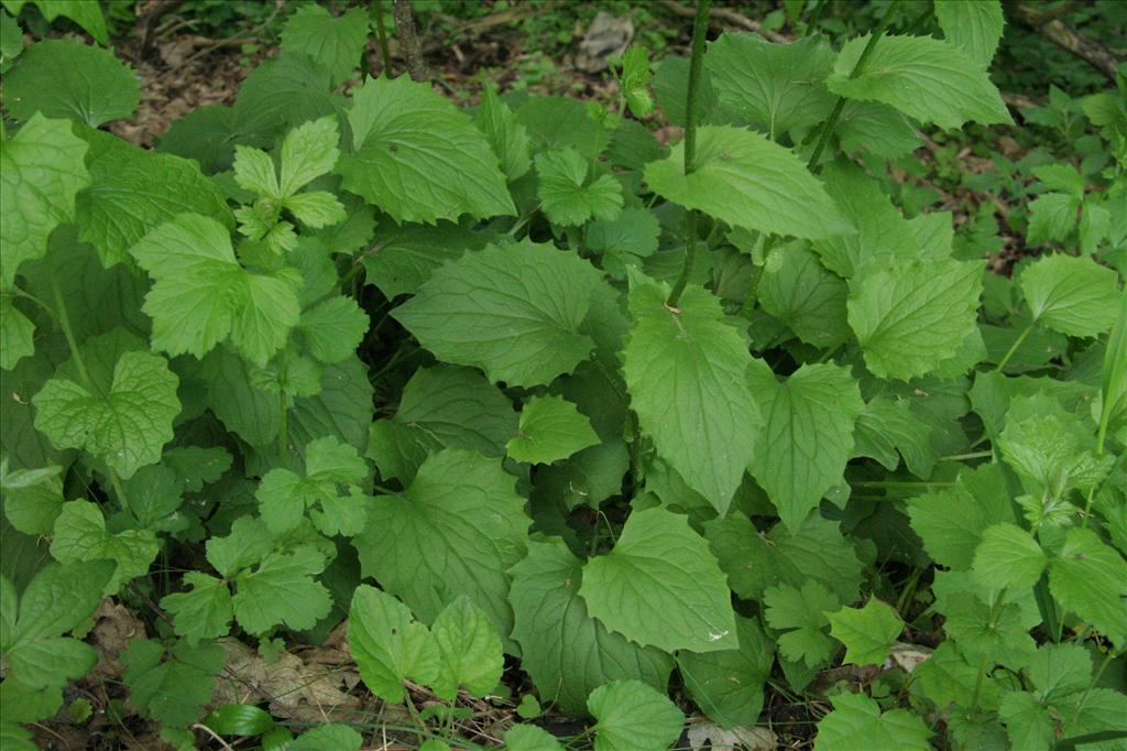 Doronicum plantagineum (door Willem Braam)