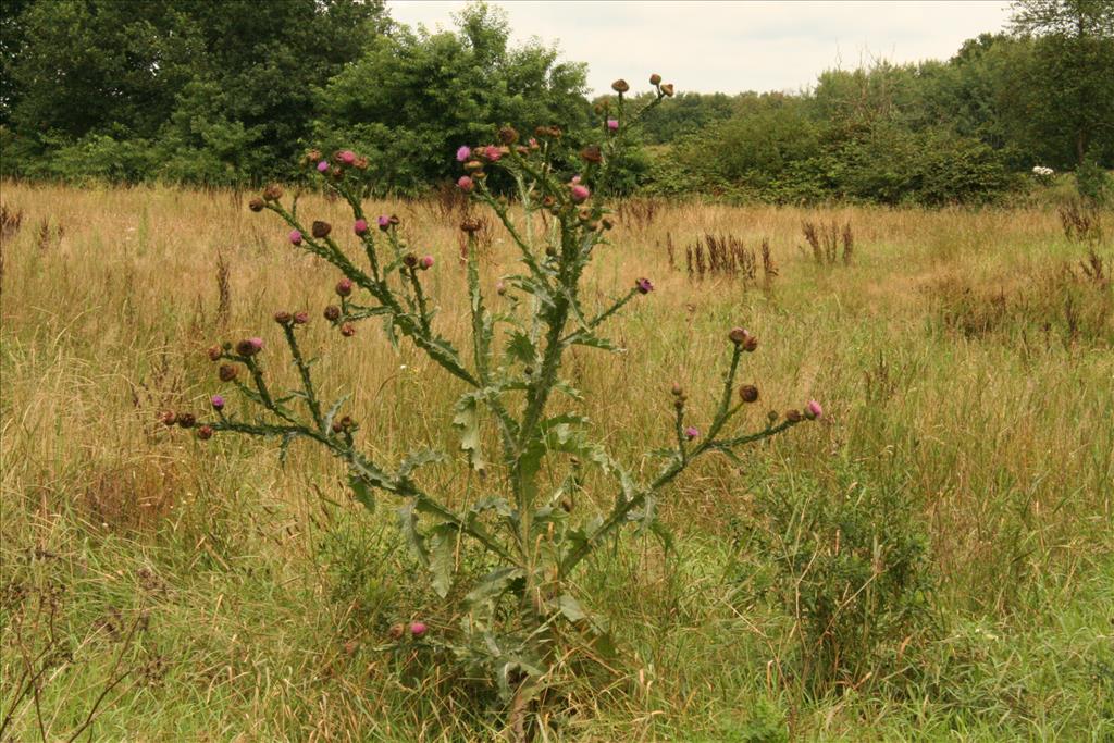 Onopordum acanthium (door Willem Braam)