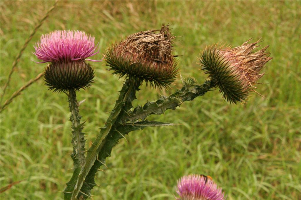 Onopordum acanthium (door Willem Braam)