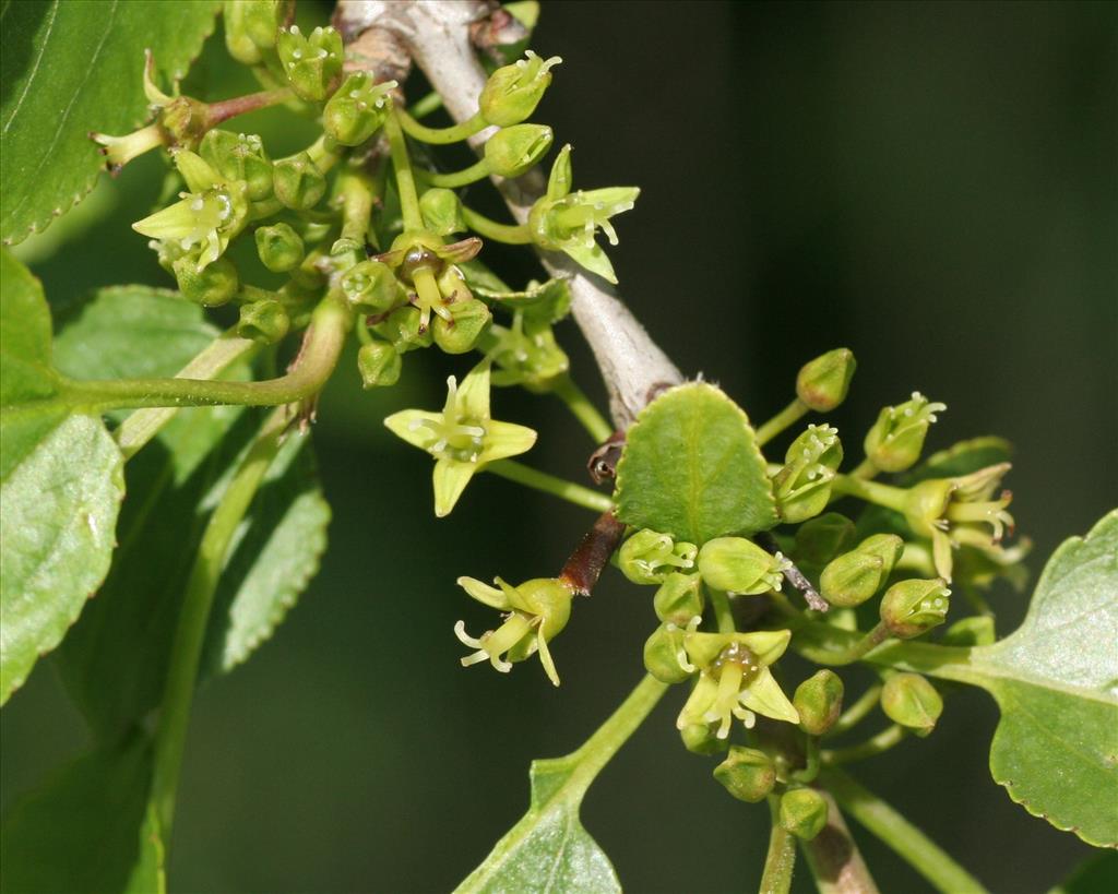 Rhamnus cathartica (door Willem Braam)