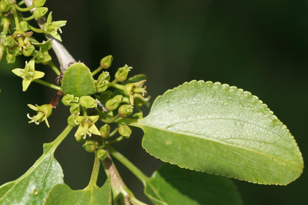 Rhamnus cathartica (door Willem Braam)