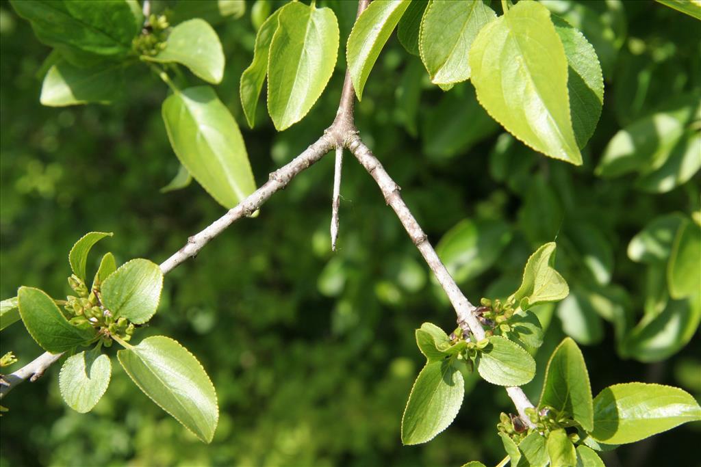 Rhamnus cathartica (door Willem Braam)