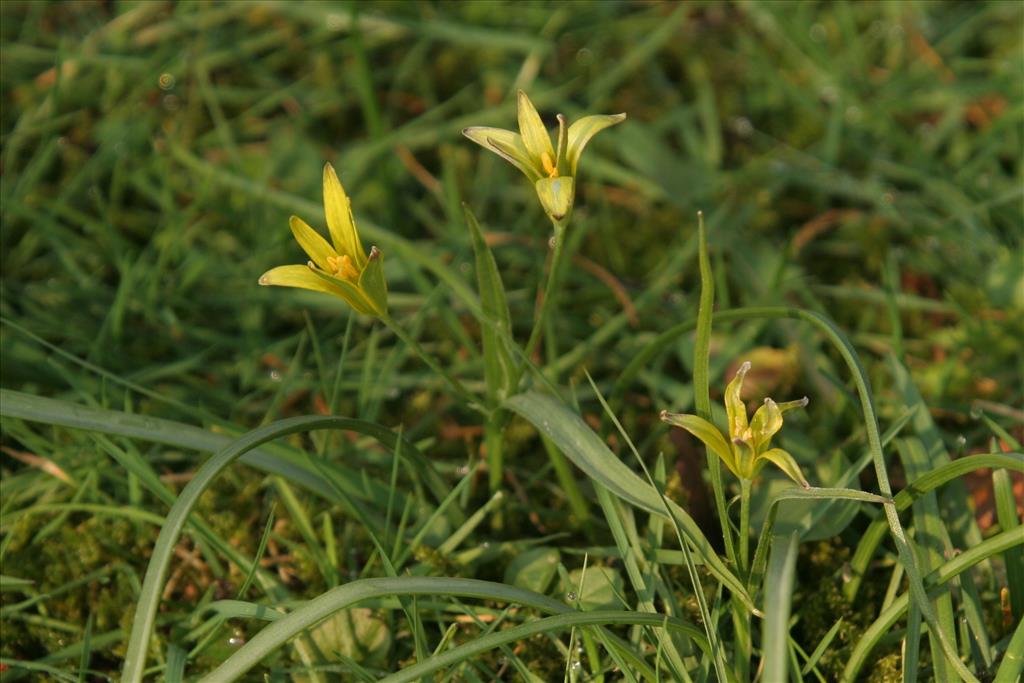 Gagea pratensis (door Willem Braam)