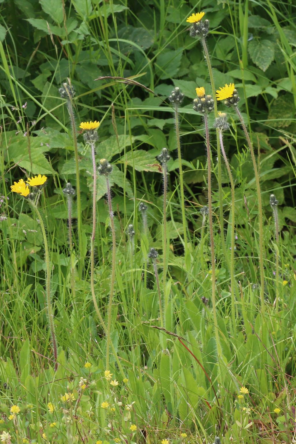 Pilosella caespitosa (door Willem Braam)