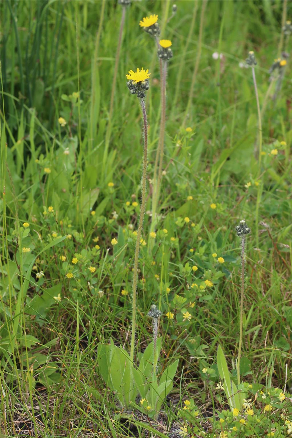 Pilosella caespitosa (door Willem Braam)