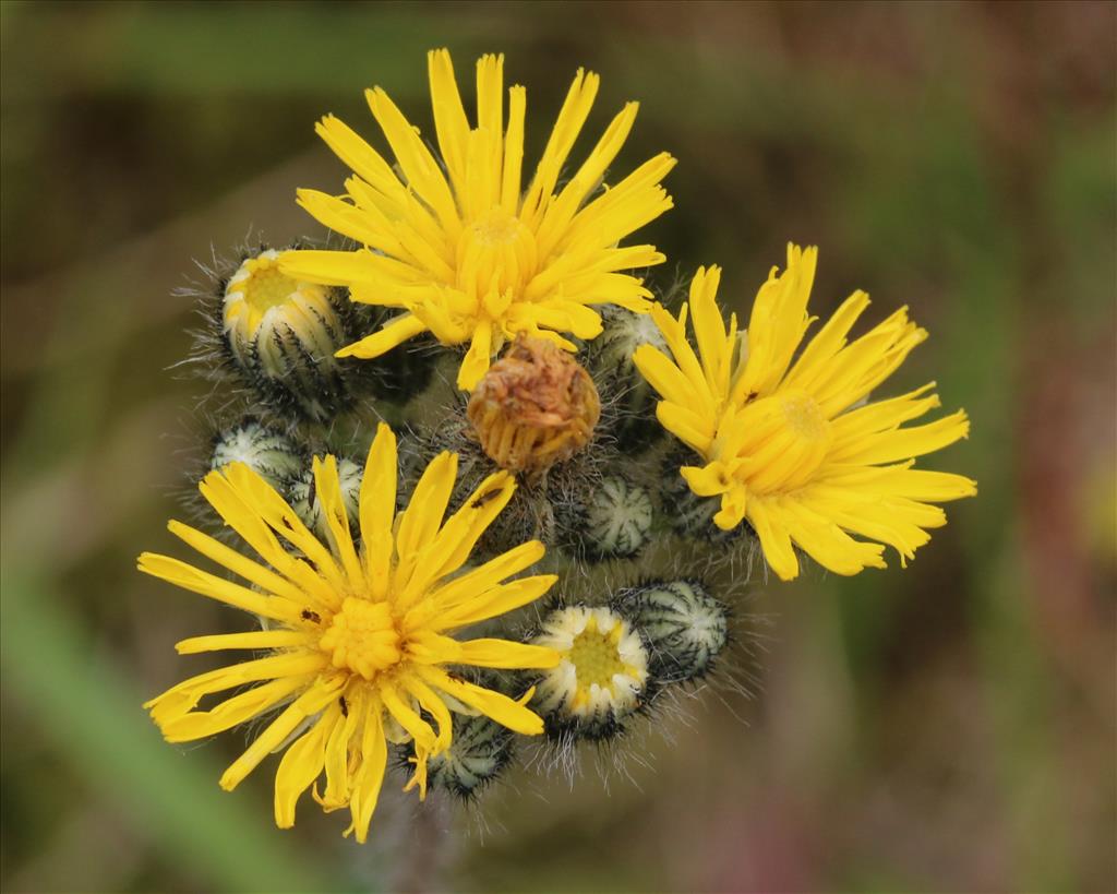 Pilosella caespitosa (door Willem Braam)