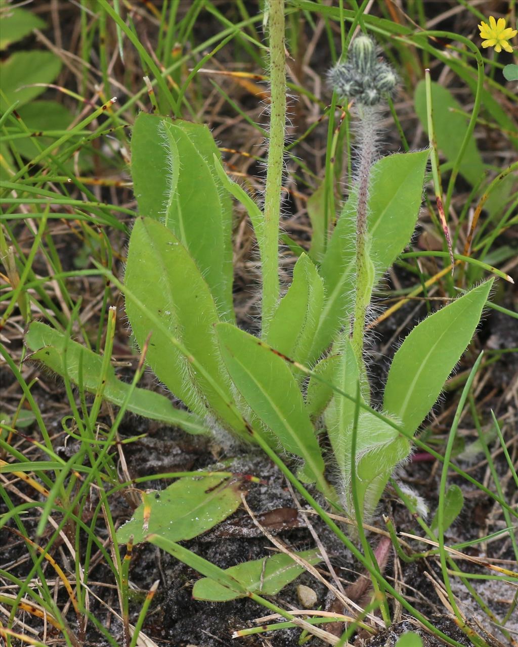 Pilosella caespitosa (door Willem Braam)