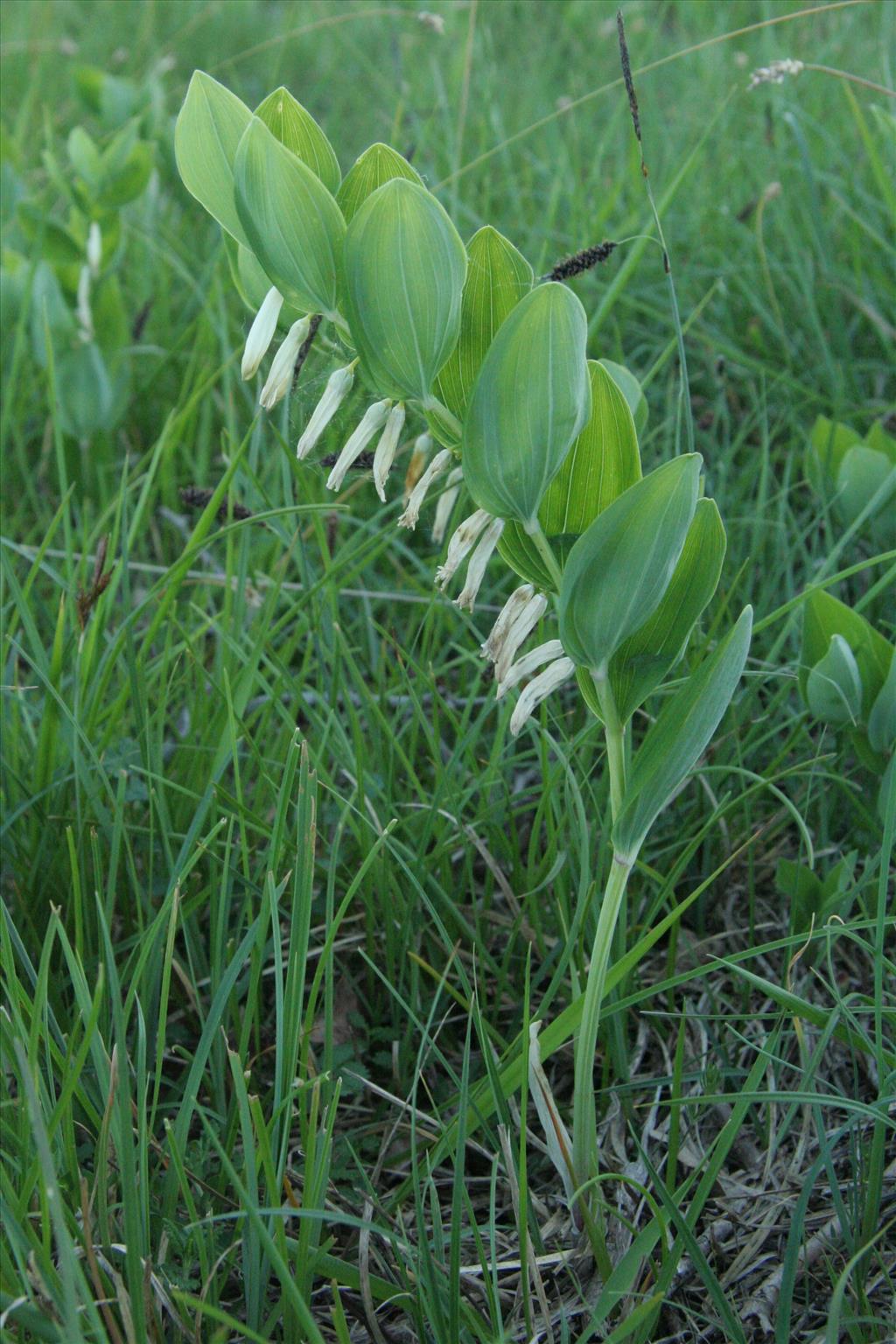 Polygonatum odoratum (door Willem Braam)