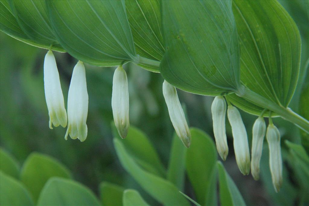 Polygonatum odoratum (door Willem Braam)