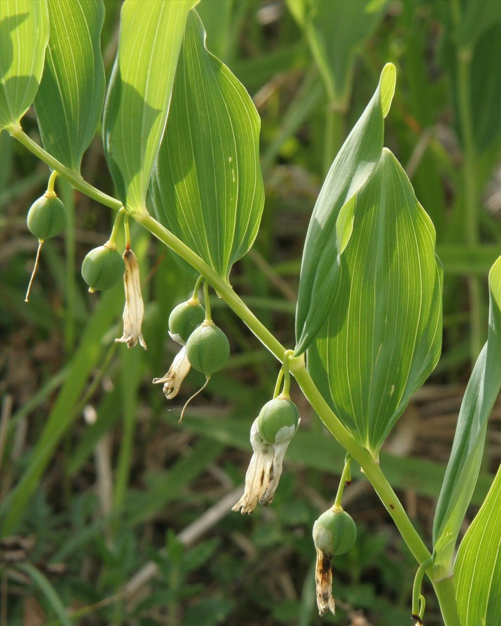 Polygonatum odoratum (door Willem Braam)