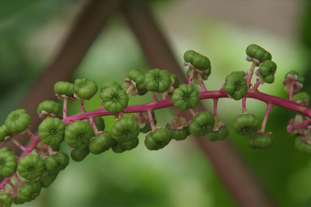 Phytolacca americana (door Willem Braam)