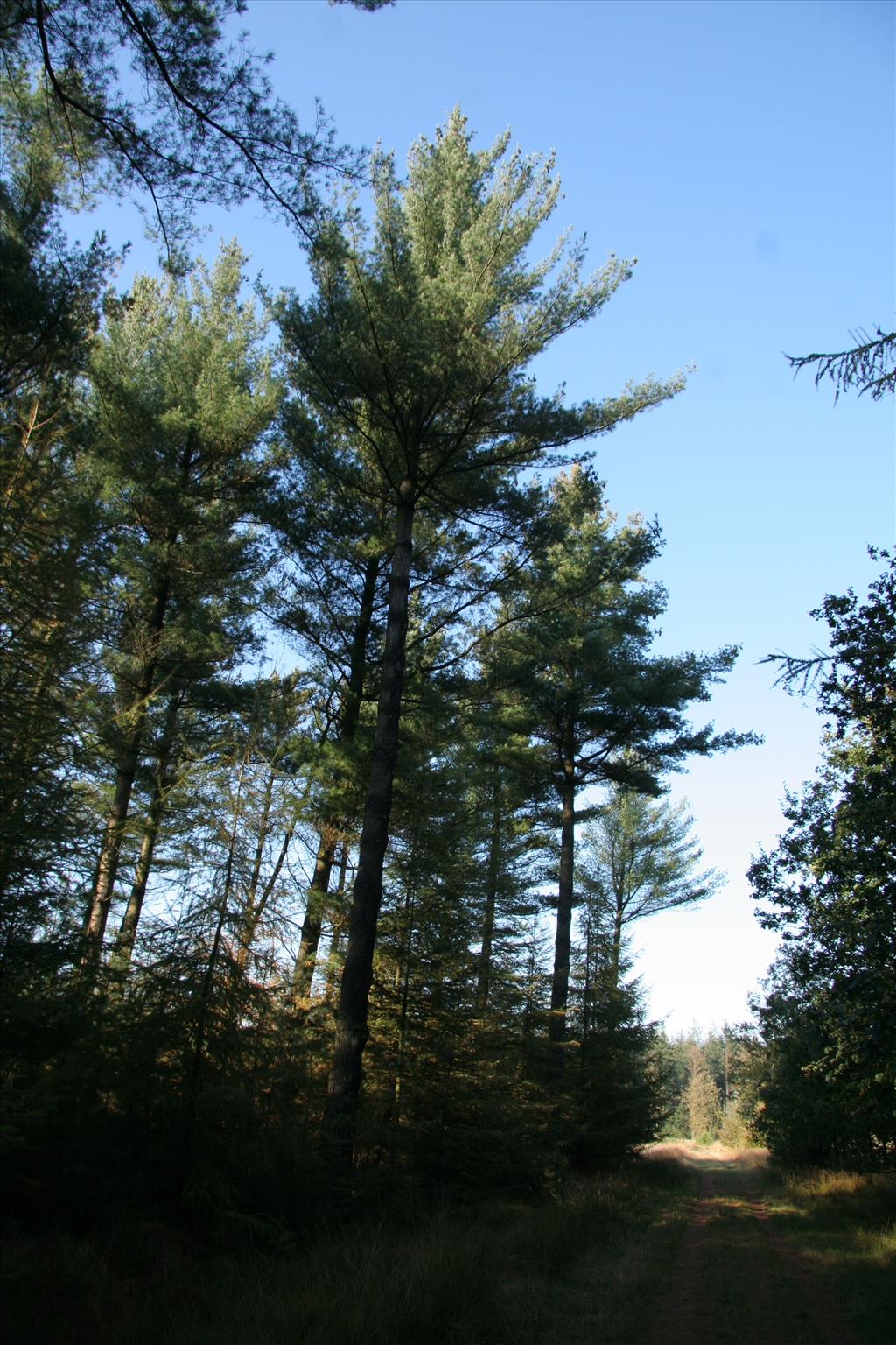 Pinus strobus (door Willem Braam)