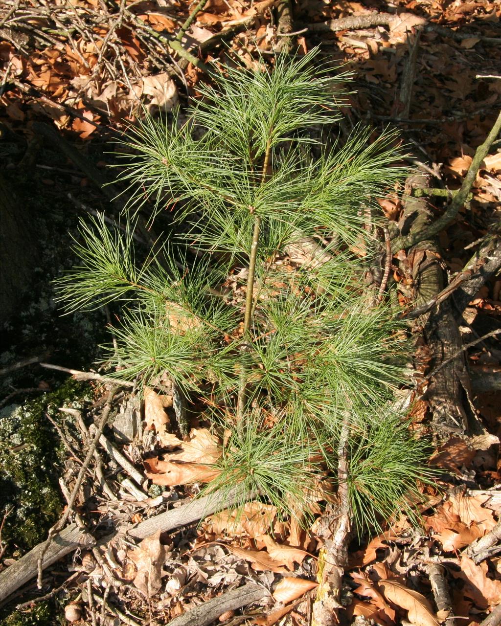 Pinus strobus (door Willem Braam)