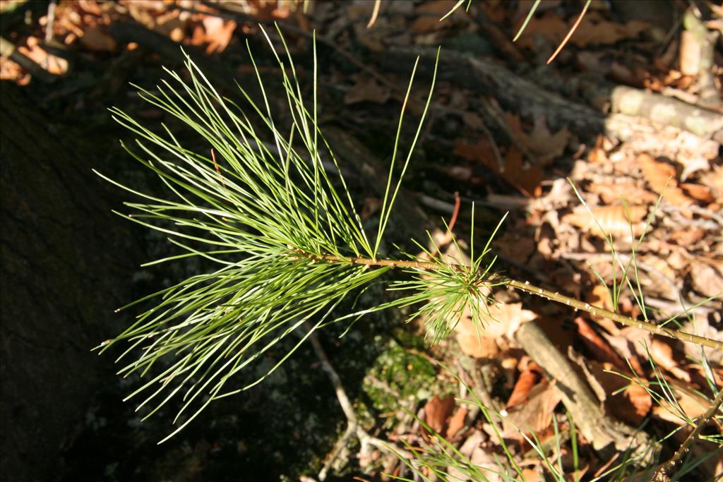 Pinus strobus (door Willem Braam)