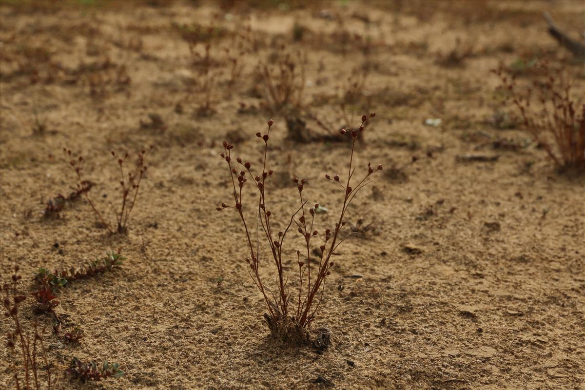 Juncus tenageia (door Willem Braam)