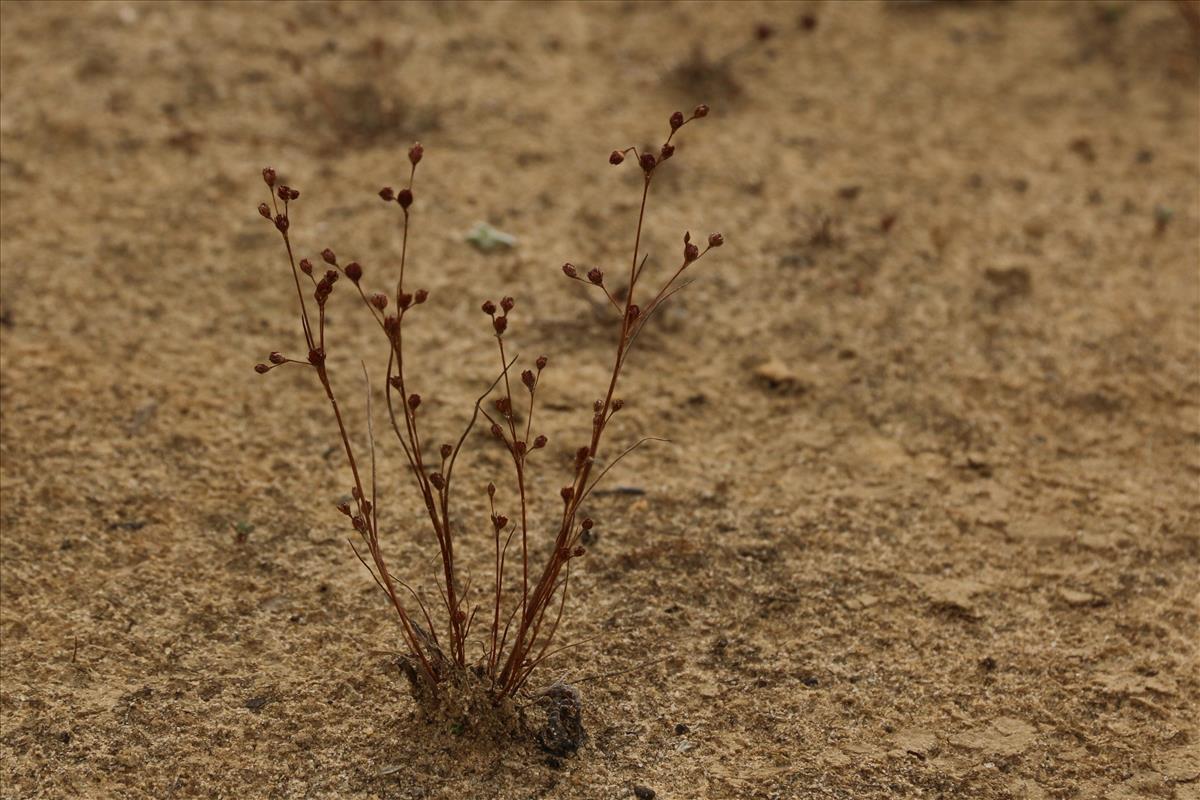 Juncus tenageia (door Willem Braam)