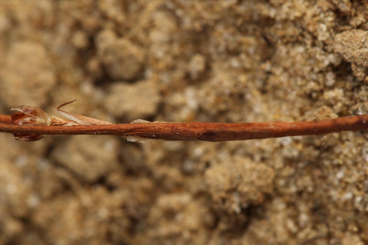 Juncus tenageia (door Willem Braam)