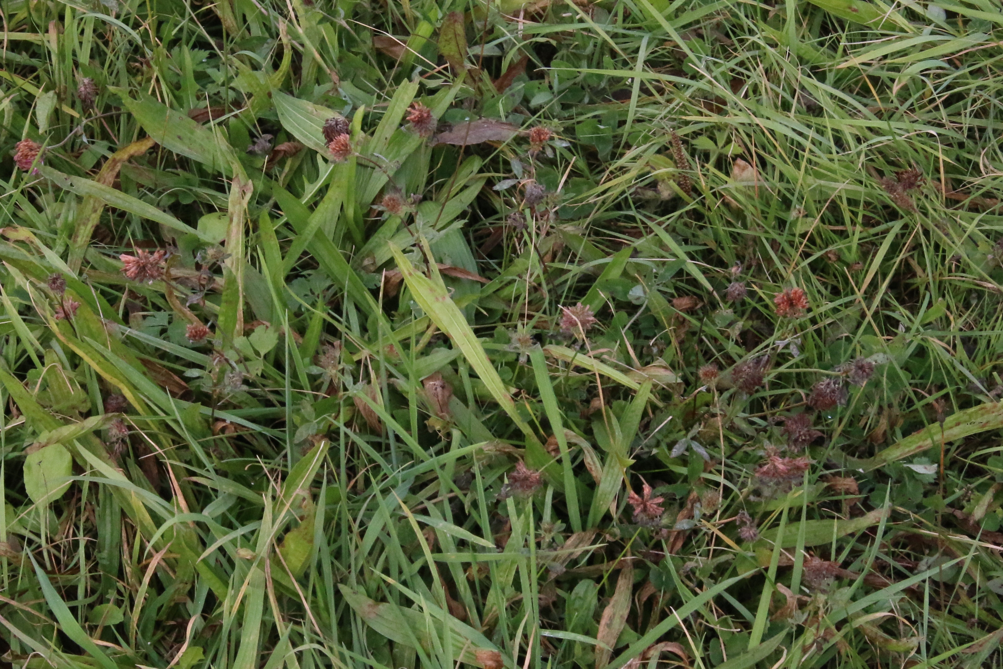 Trifolium diffusum (door Willem Braam)