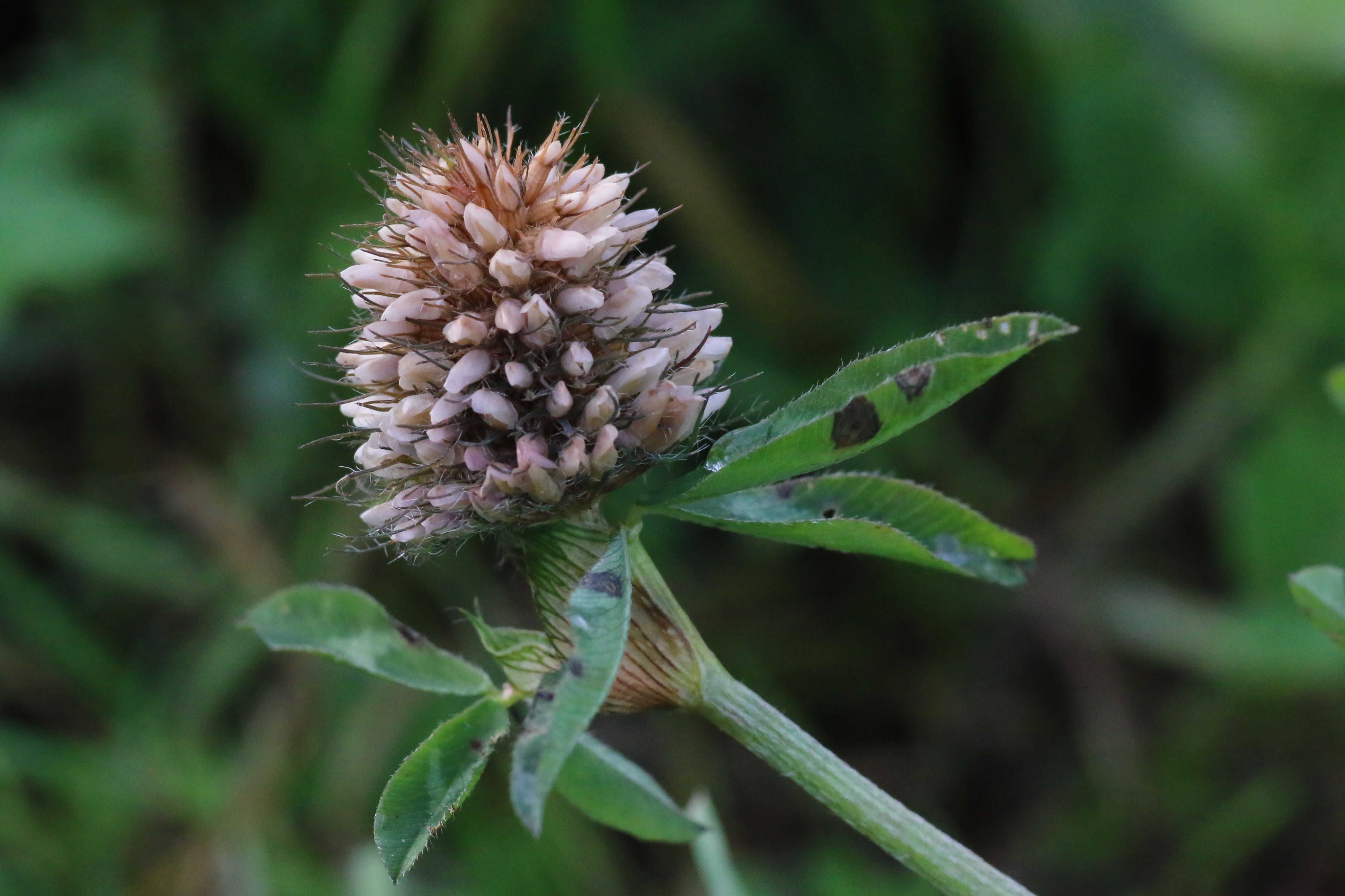 Trifolium diffusum (door Willem Braam)