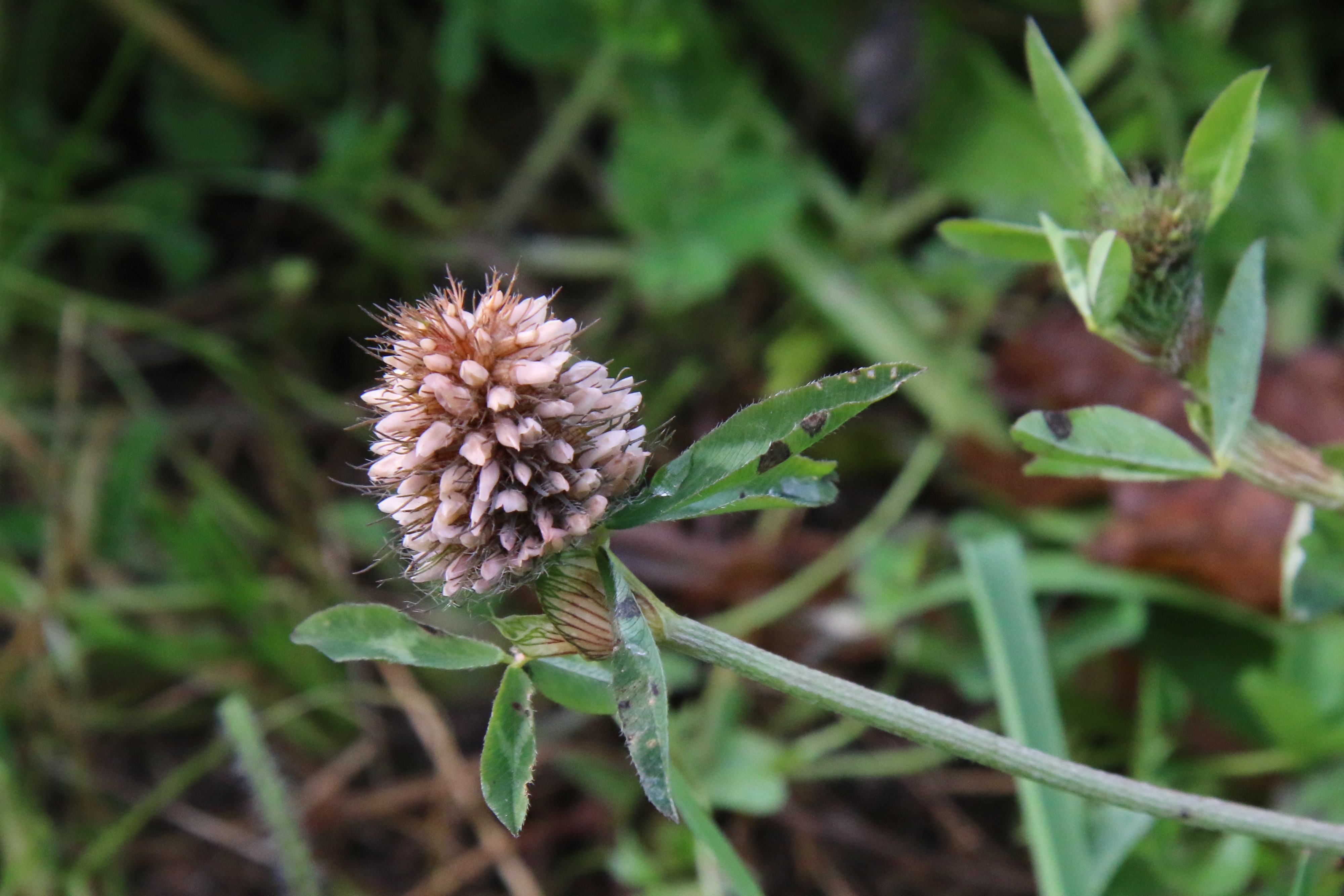 Trifolium diffusum (door Willem Braam)