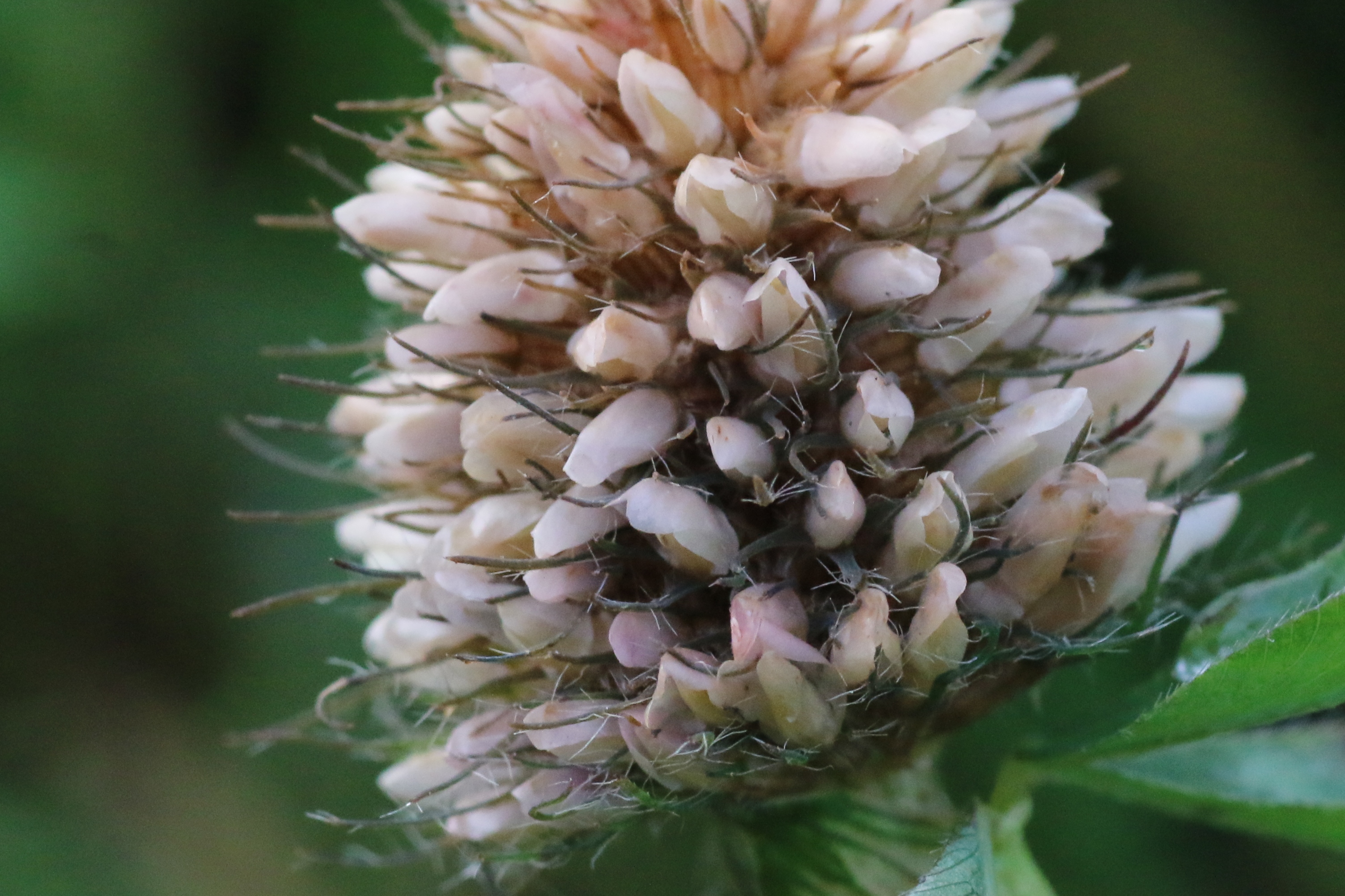 Trifolium diffusum (door Willem Braam)