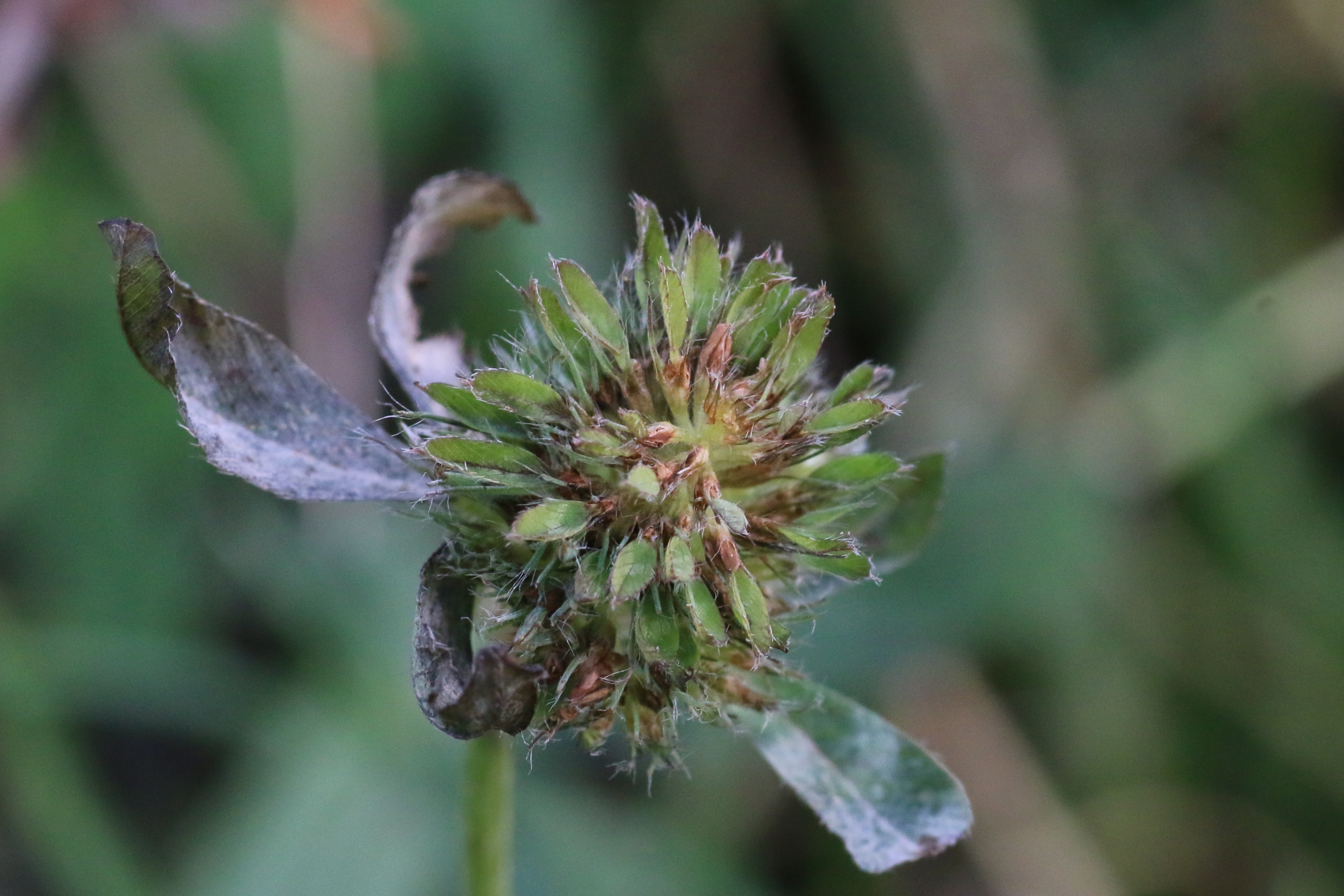 Trifolium diffusum (door Willem Braam)