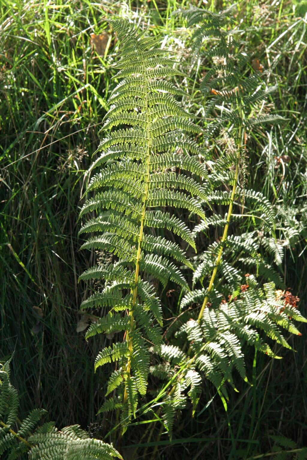 Athyrium filix-femina (door Willem Braam)