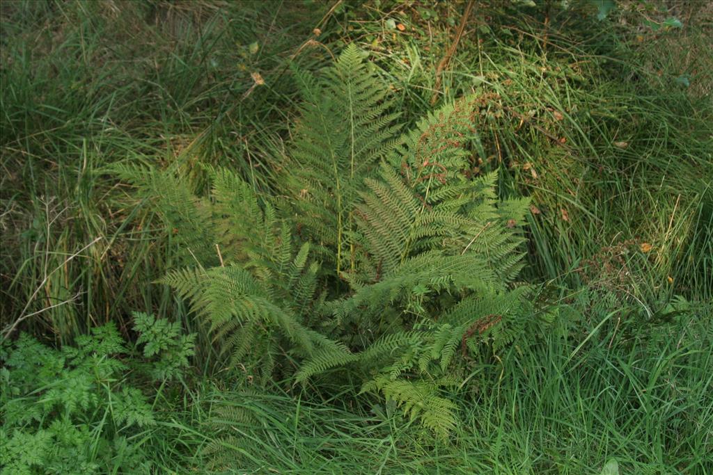 Athyrium filix-femina (door Willem Braam)