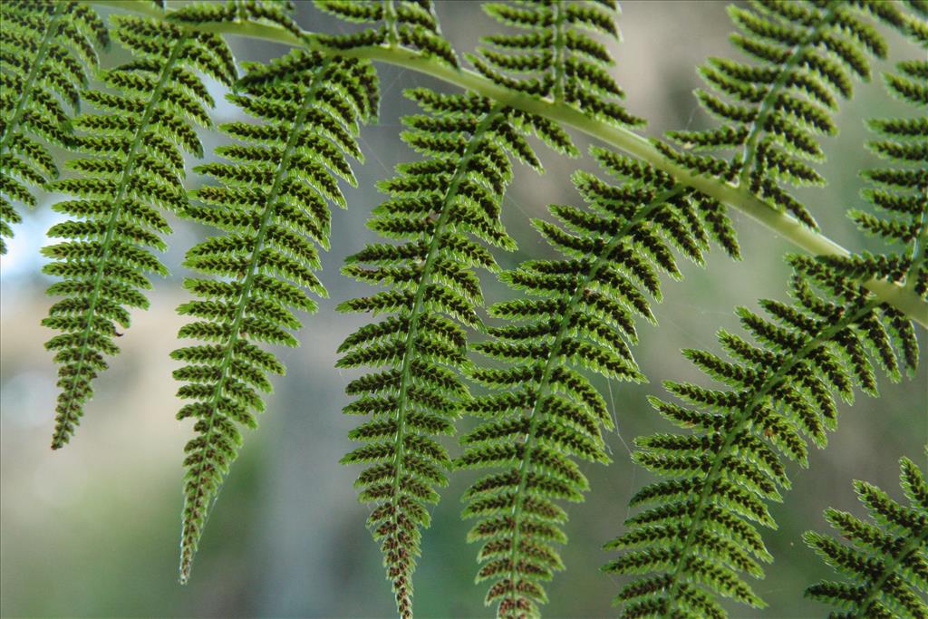 Athyrium filix-femina (door Willem Braam)