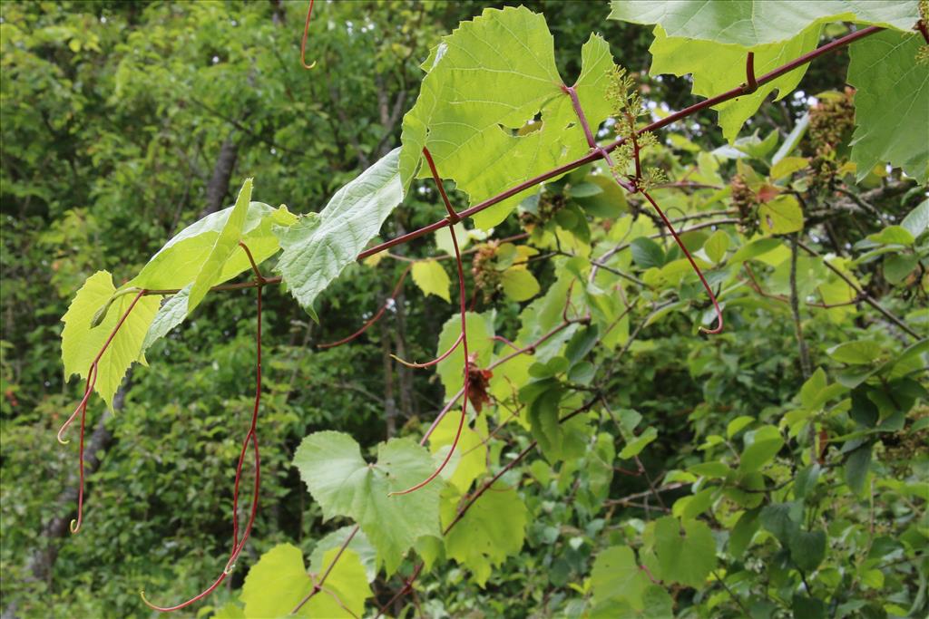 Vitis vinifera subsp. vinifera (door Willem Braam)