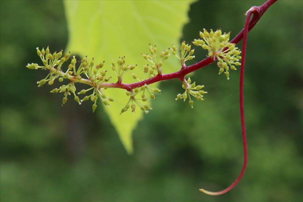 Vitis vinifera subsp. vinifera (door Willem Braam)