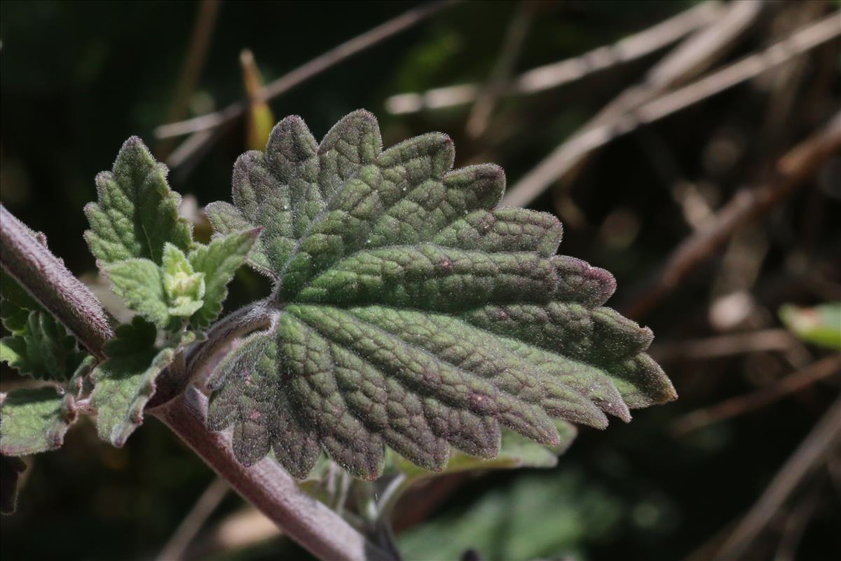 Nepeta cataria (door Willem Braam)