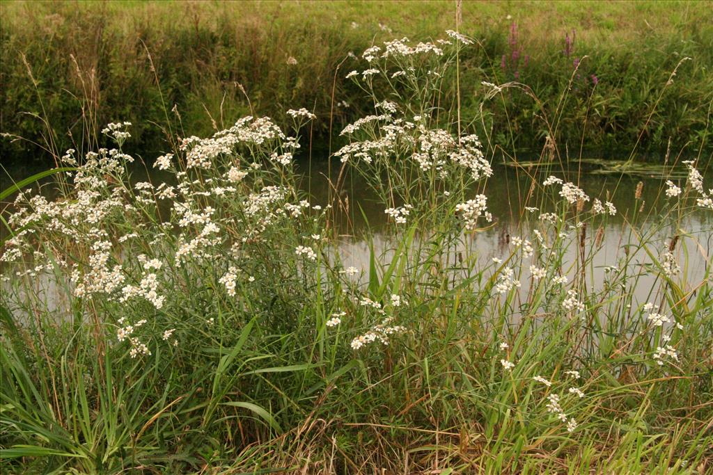 Achillea ptarmica (door Willem Braam)